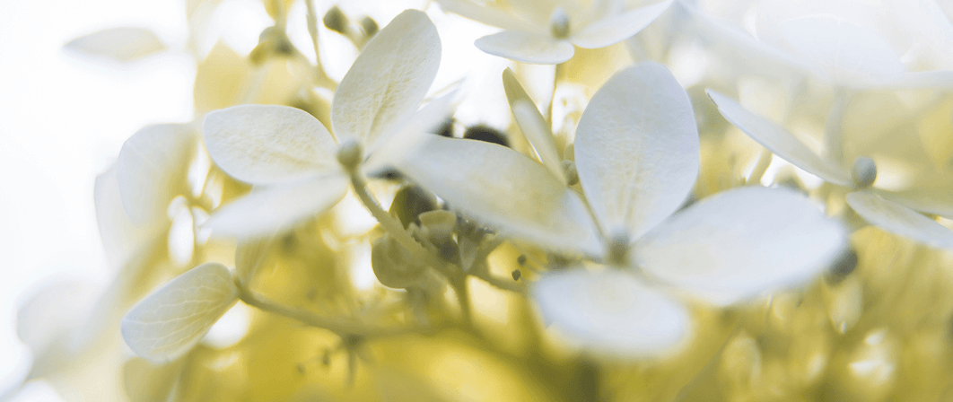 lorem ipsum white amet